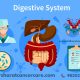 A simple animated infographic showing the digestive system and highlighting affected organs.